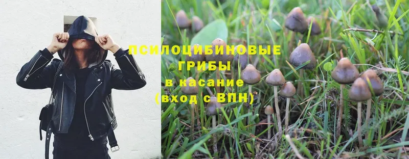 Псилоцибиновые грибы Psilocybine cubensis Верхоянск